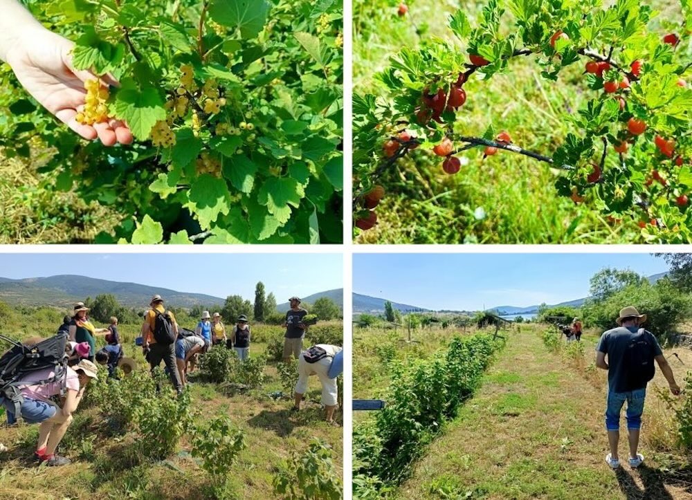 Recolectando frutos del bosque