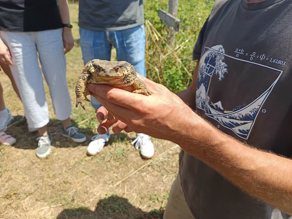Sapo